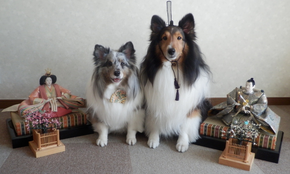 ドッグサロンMAIMU