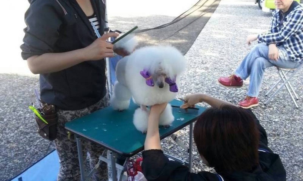 トリミング風景