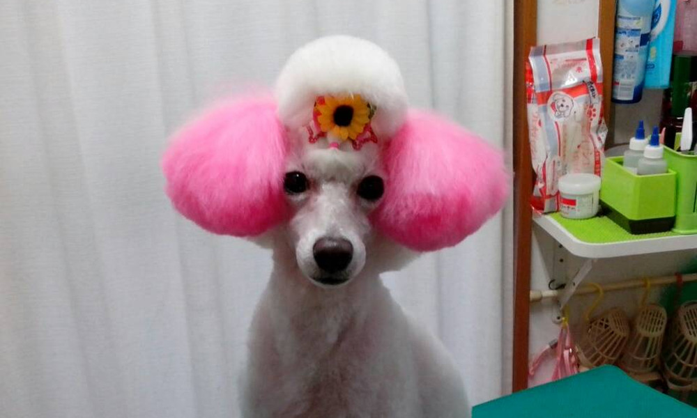 可愛いワンちゃん